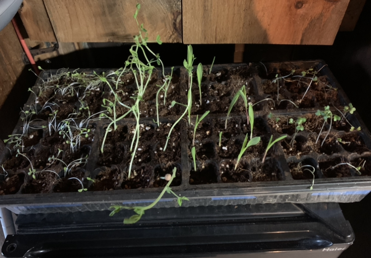 Getting ready to Garden